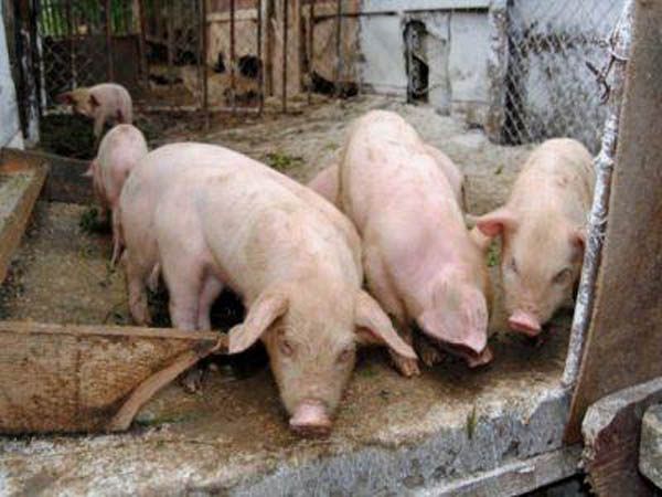 16 Focare De Pestă Porcină In Gorj Stiri Locale De Ultima Ora