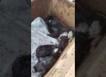 VIDEO EMOȚIONANT! O cățelușă a vrut să sară în foc să își salveze cei șapte pui